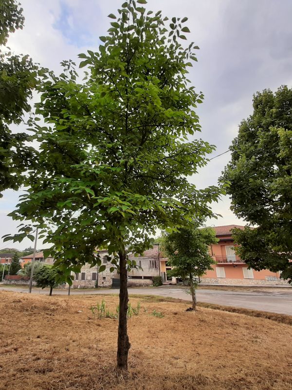 Broussonetia papyrifera - 00973