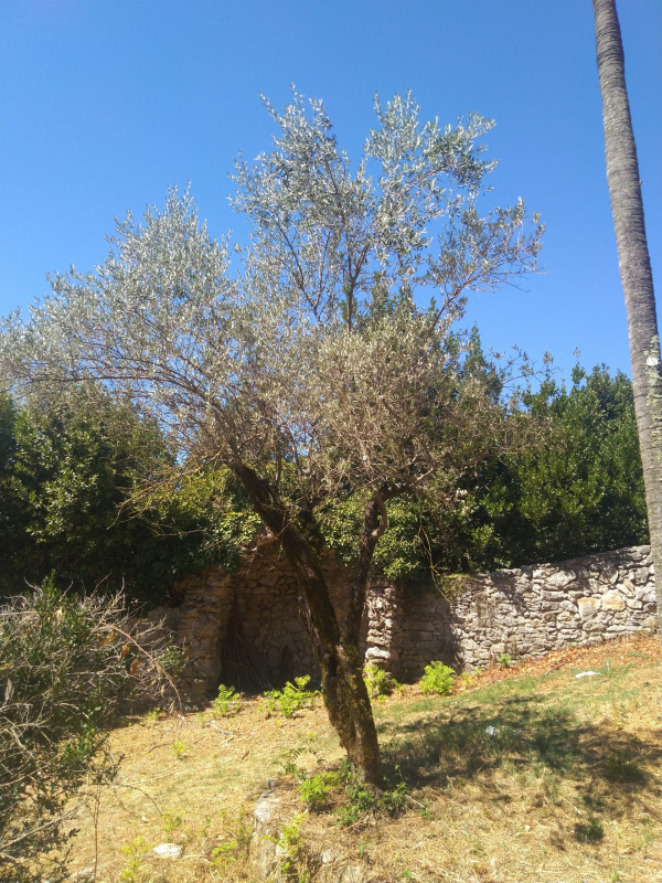 Olea europaea - 00423