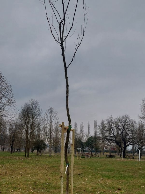 Quercus petrea - 01470