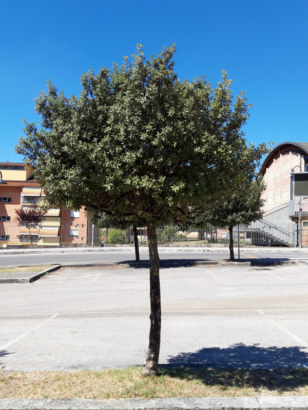 Quercus ilex - 00581