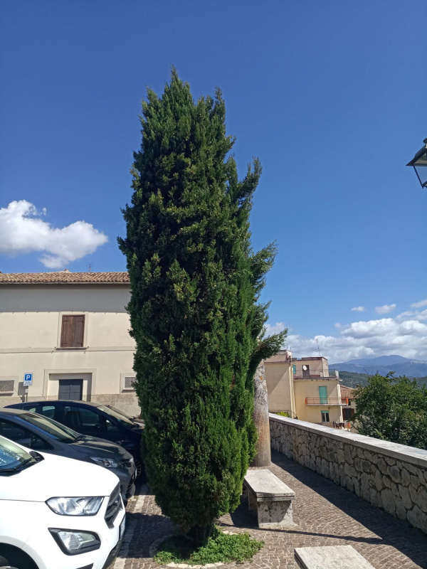 Cupressus sempervirens - 00004