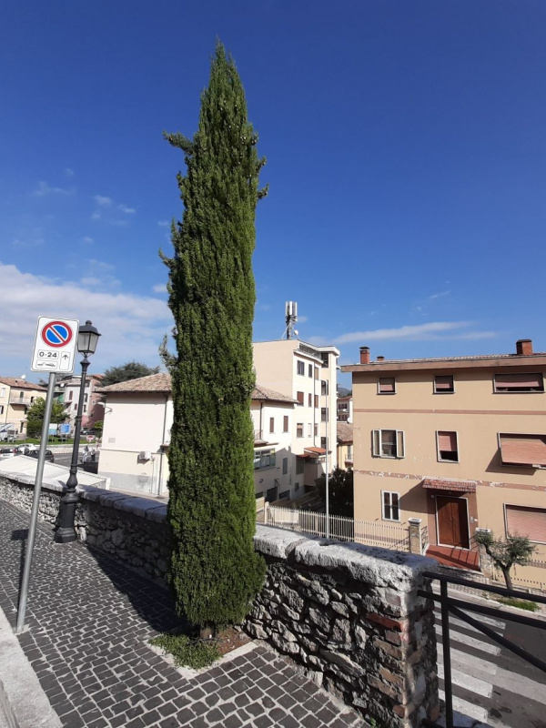 Cupressus sempervirens - 00086