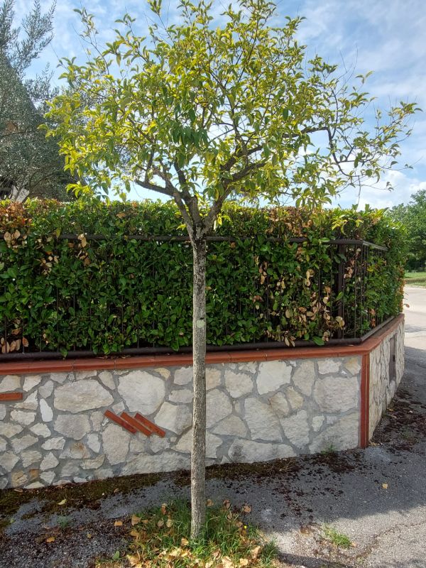 Ligustrum japonicum - 01125