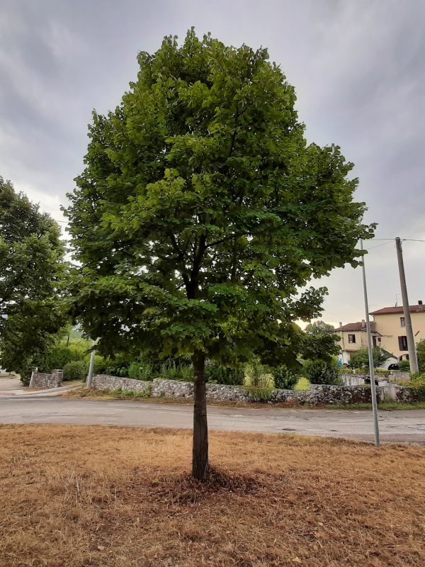 Tilia europaea - 00966