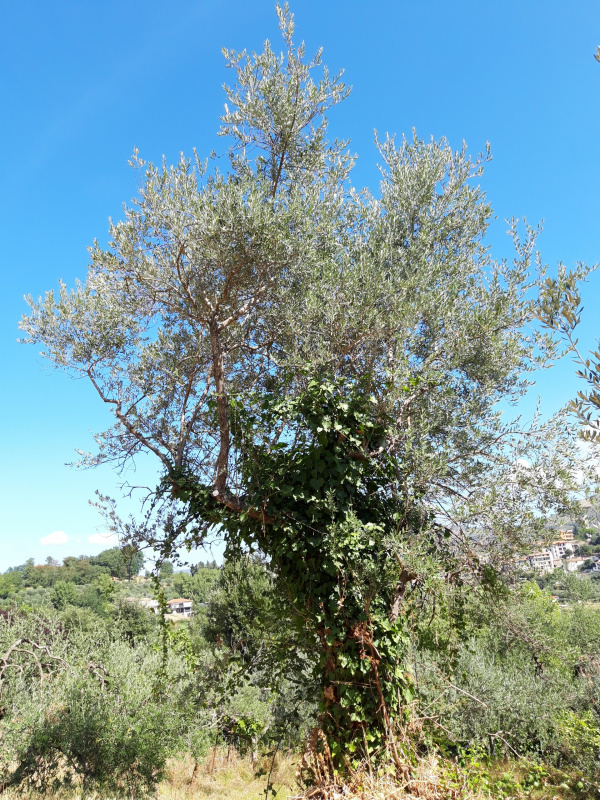 Olea europaea - 00547