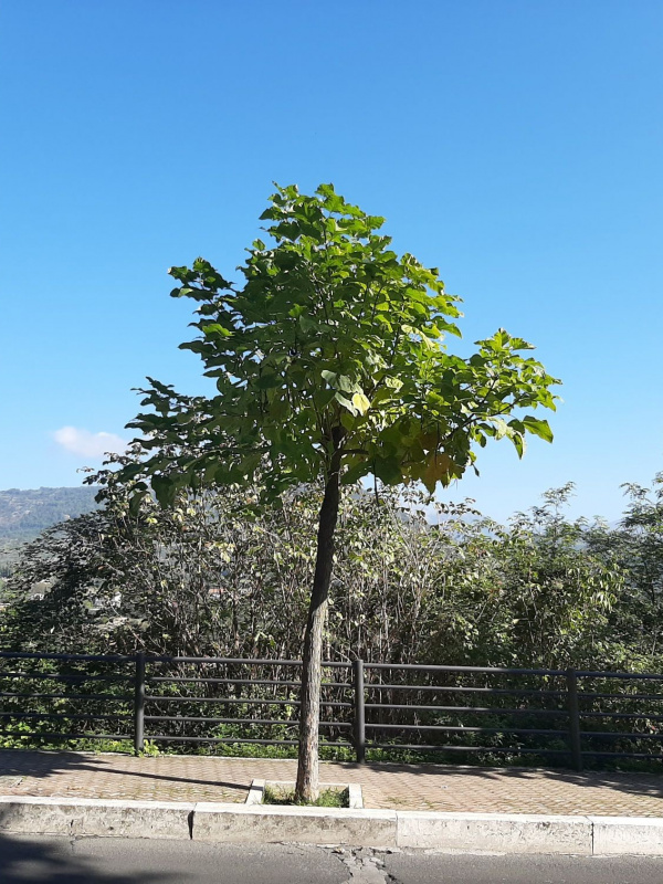 Catalpa bignonioides - 00116