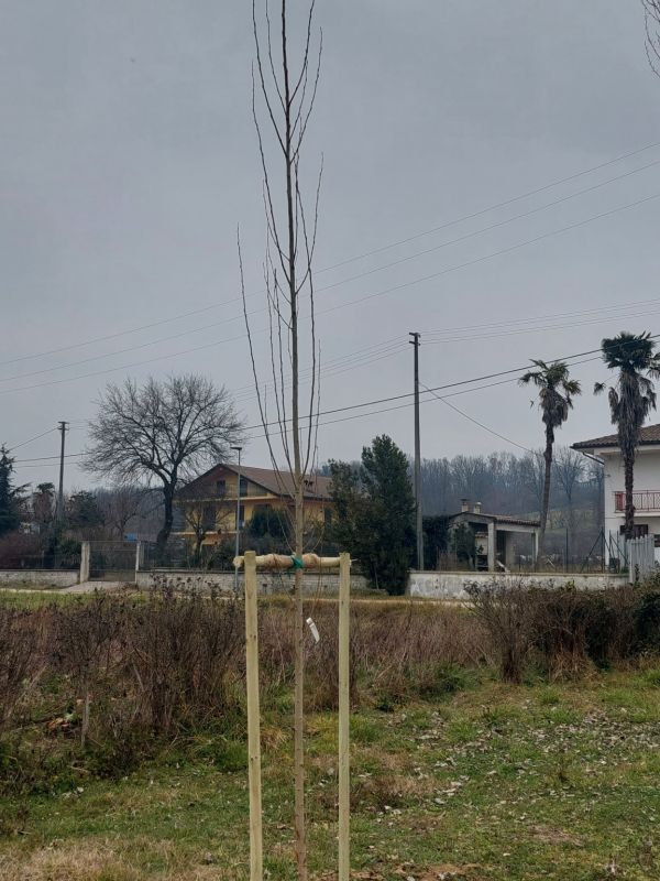 Populus nigra - 01492