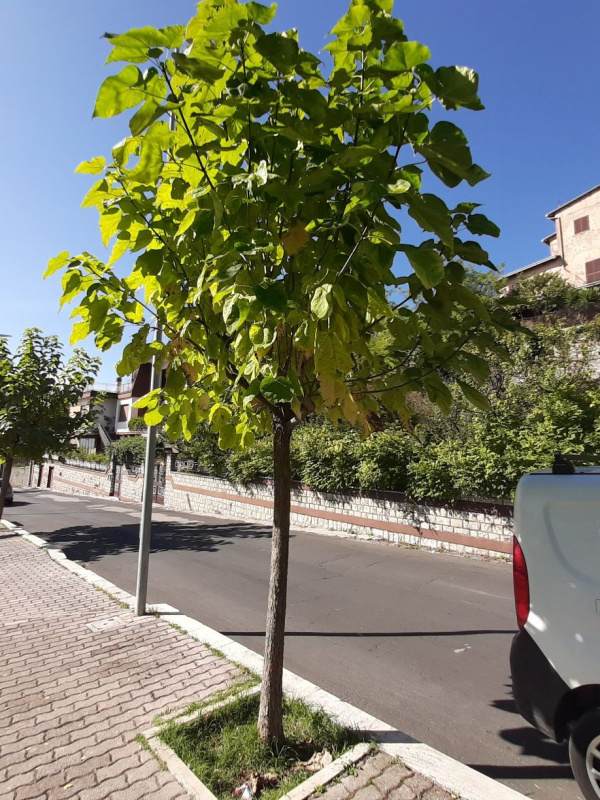 Catalpa bignonioides - 00127