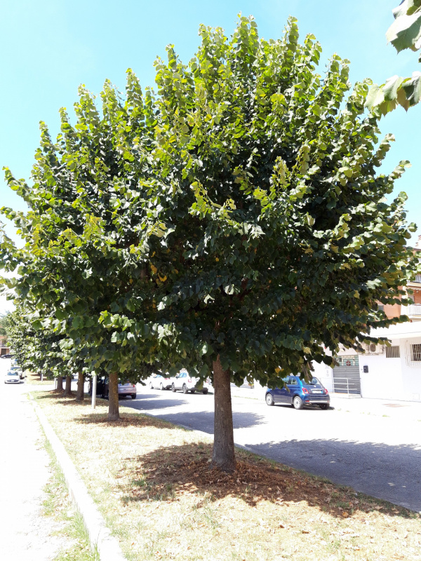 Tilia platyphillos - 00563