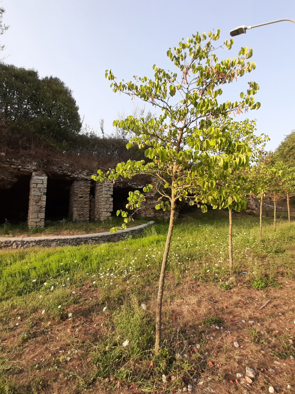 Cercis siliquastrum - 00959