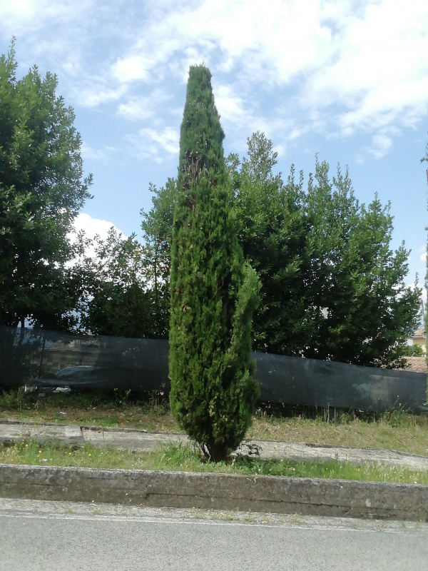 Cupressus sempervirens - 00247