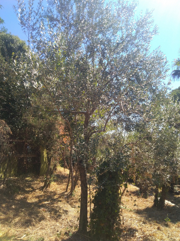 Olea europaea - 00418