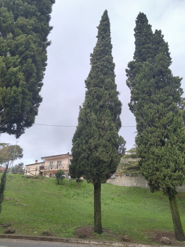 Cupressus sempervirens - 00884