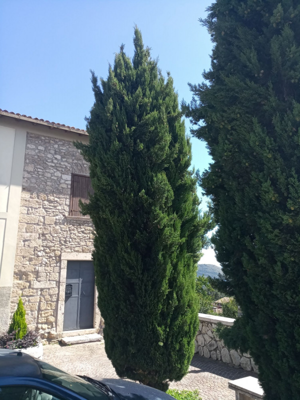 Cupressus sempervirens - 00001