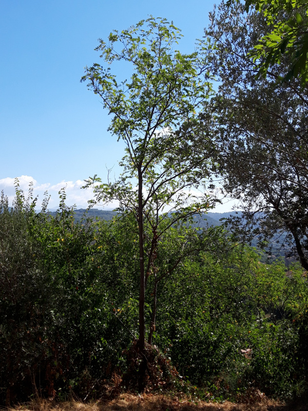 Robinia pseudoacacia - 00545