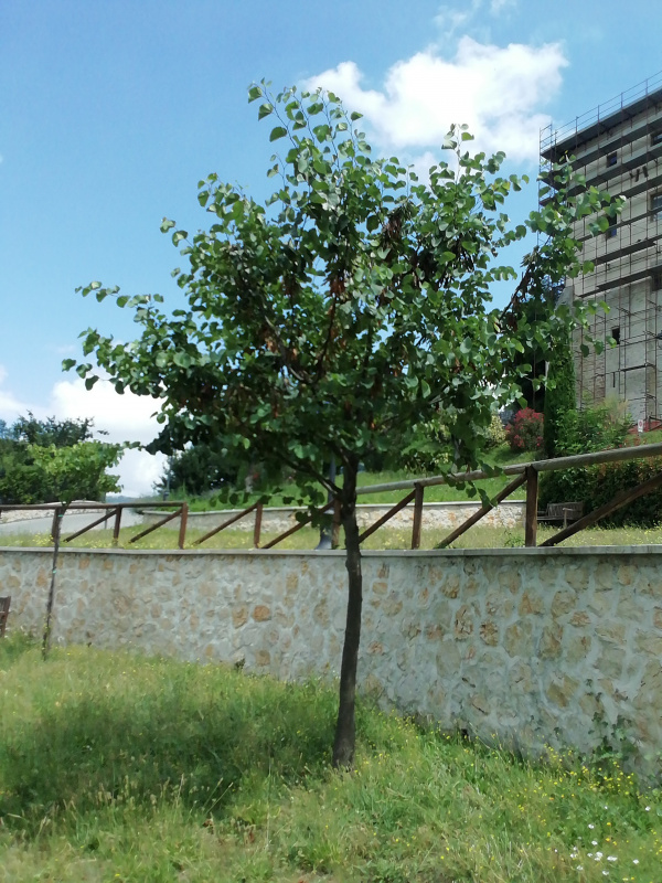 Cercis siliquastrum - 00281