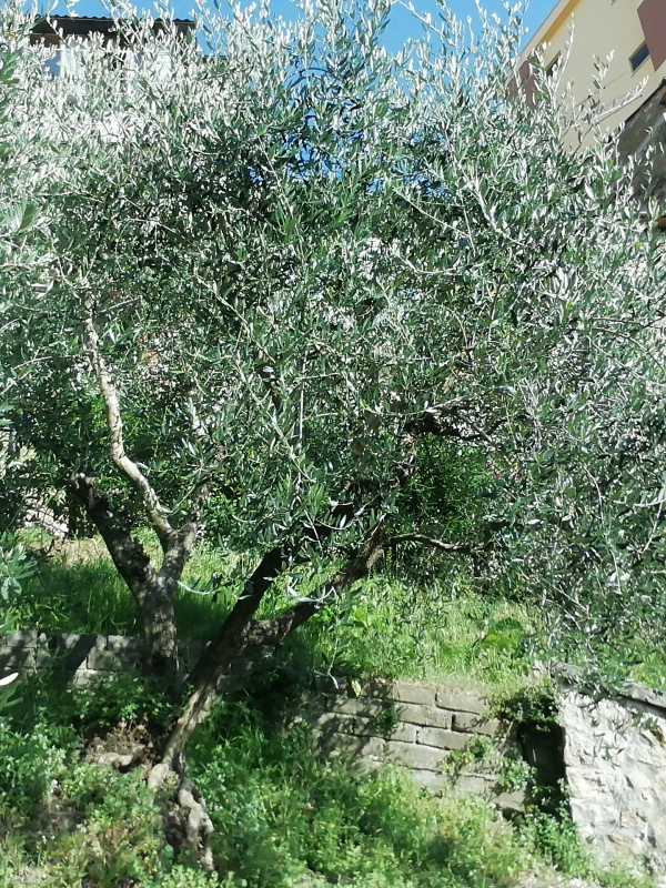 Olea europaea - 00269