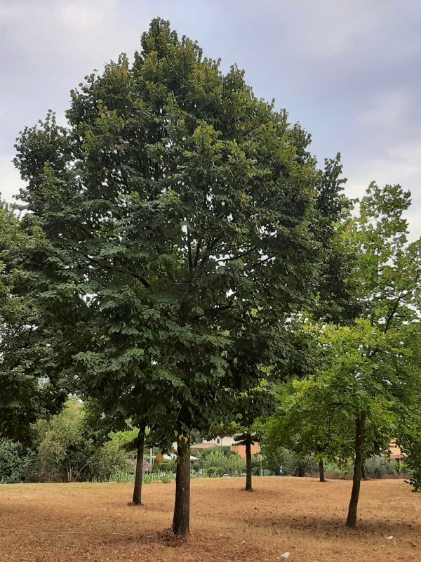 Tilia europaea - 00978