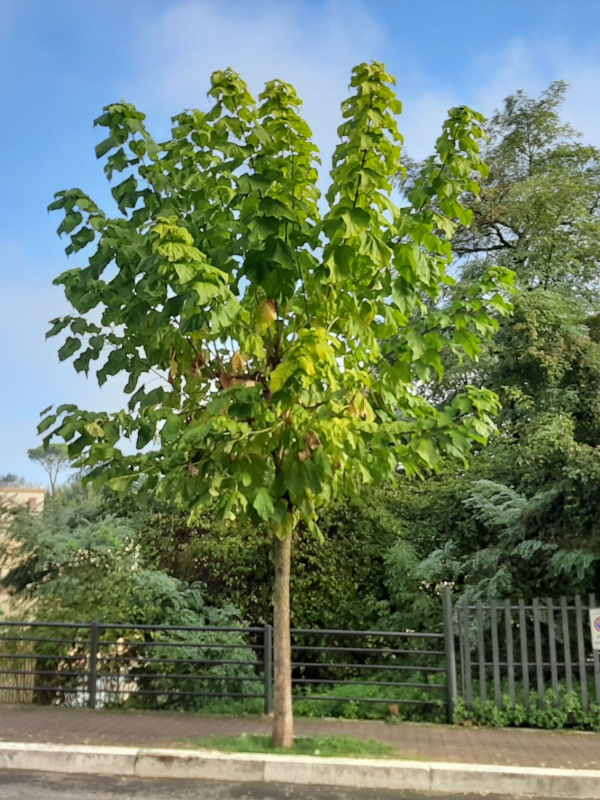 Catalpa bignonioides - 00095