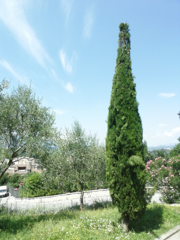 Cupressus sempervirens - 00252