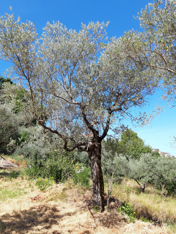 Olea europaea - 00549