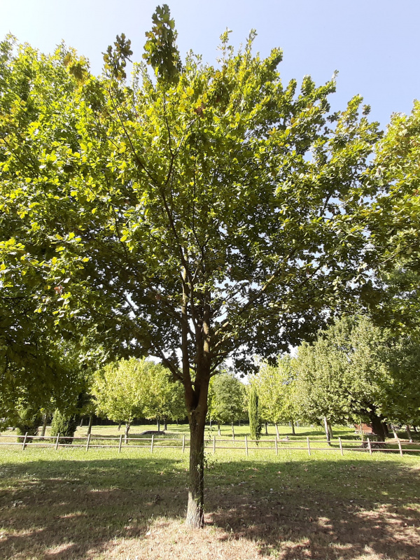 Quercus robur - 00779