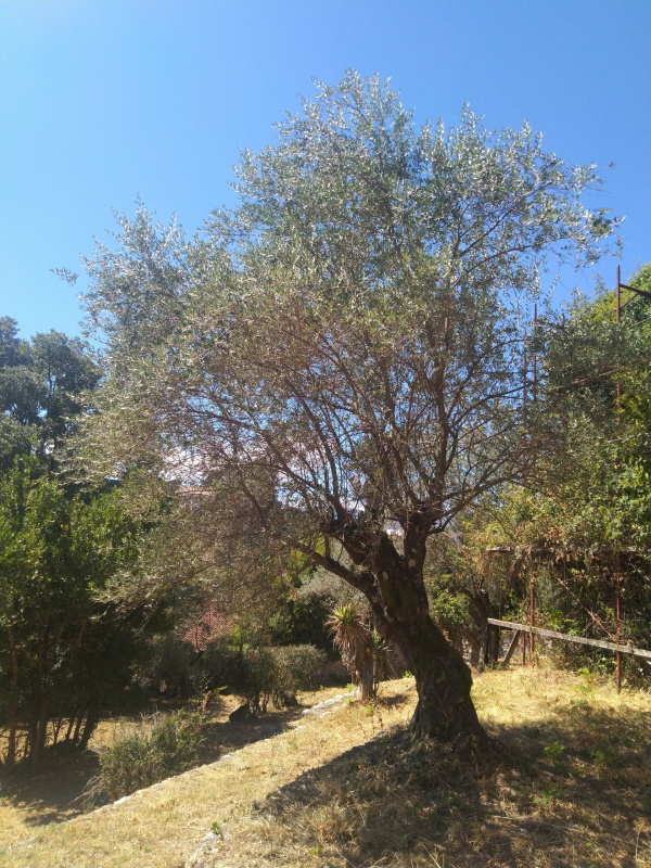 Olea europaea - 00421