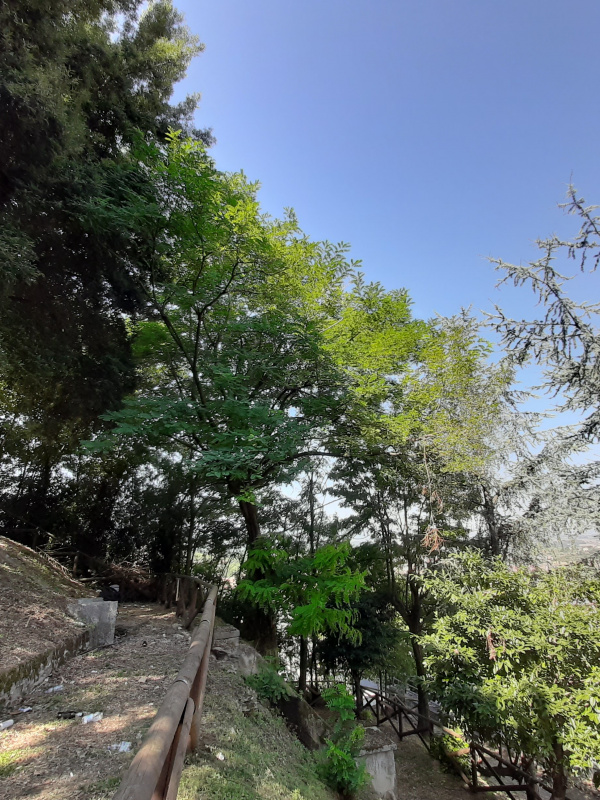 Robinia pseudoacacia - 00327