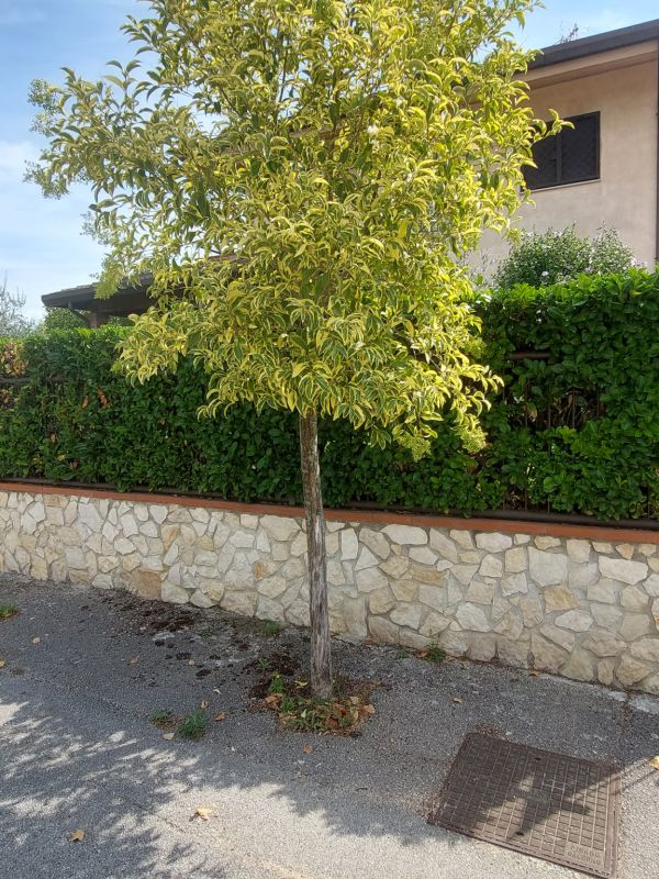 Ligustrum japonicum - 01127