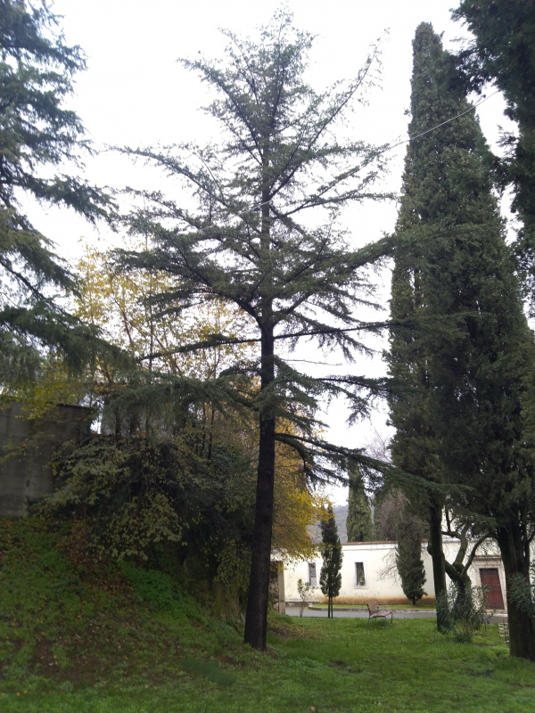 Cedrus deodara - 00893