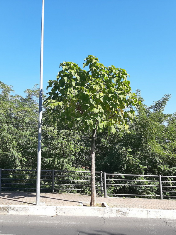 Catalpa bignonioides - 00121