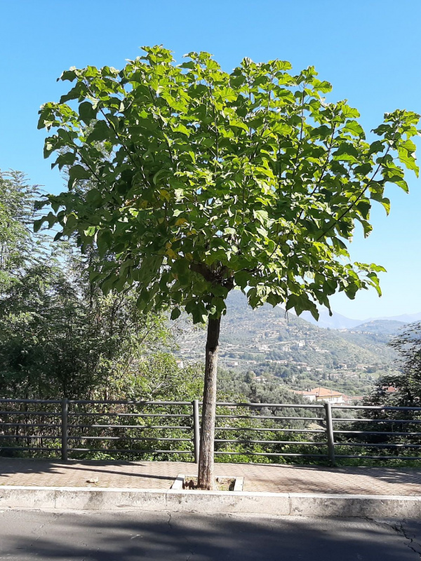 Catalpa bignonioides - 00115