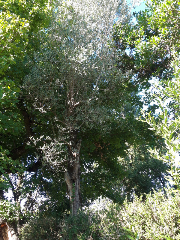 Olea europaea - 00404