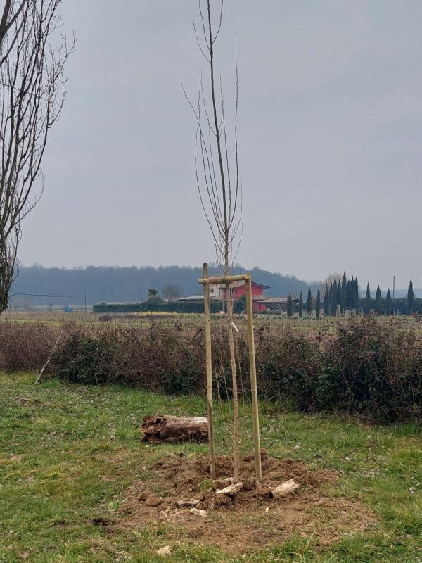 Populus nigra - 01488