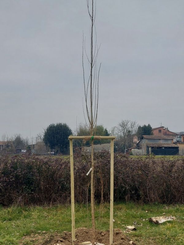 Populus nigra - 01489