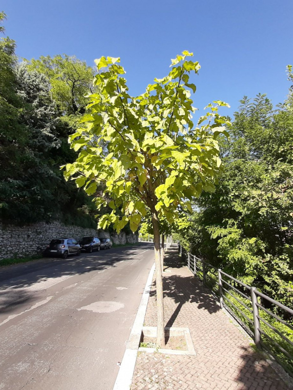 Catalpa bignonioides - 00112