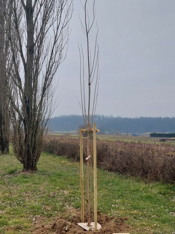 Populus nigra - 01487