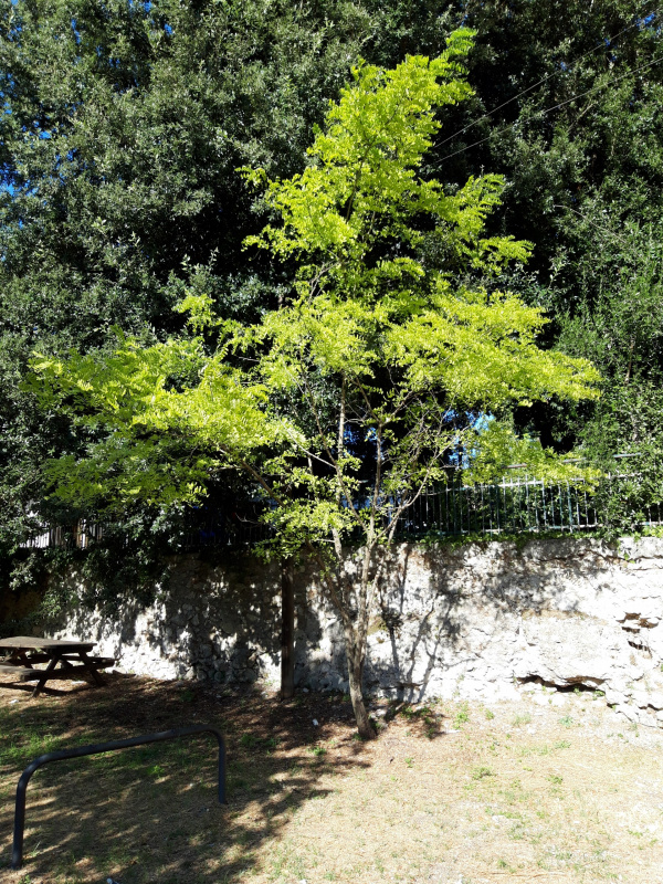 Robinia pseudoacacia - 00697