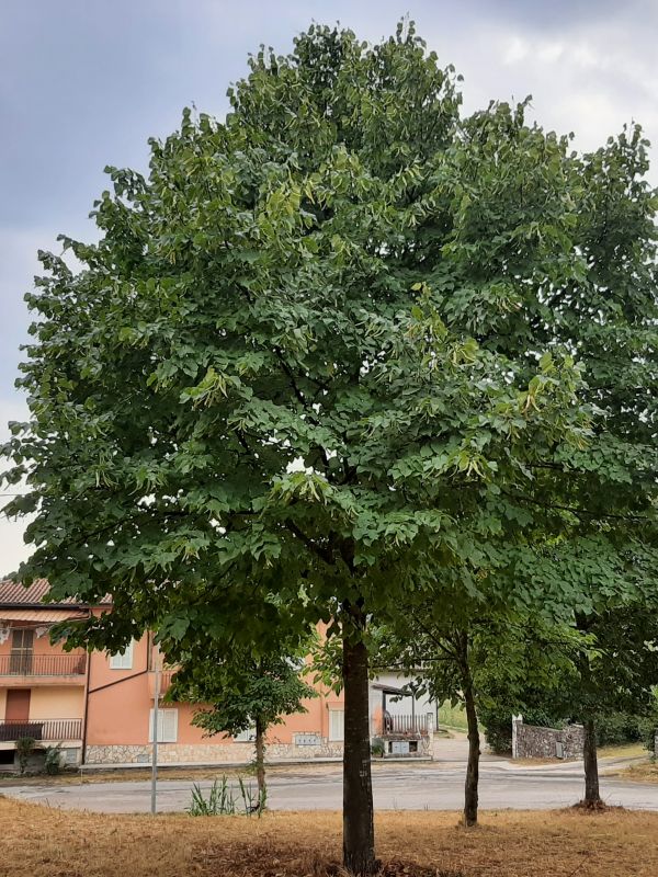 Tilia europaea - 00972