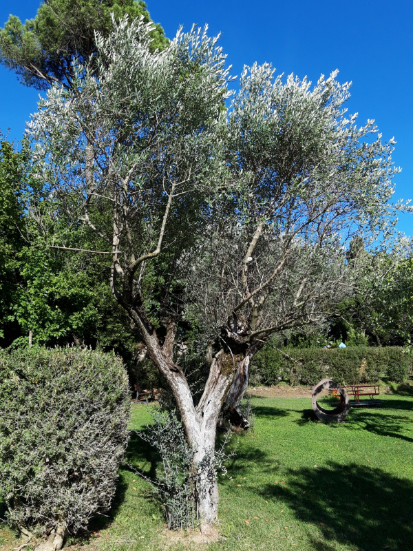 Olea europaea - 00402