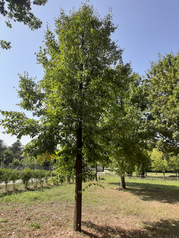 Tilia cordata - 00784