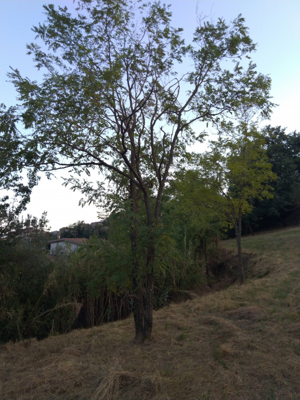 Robinia pseudoacacia - 00541