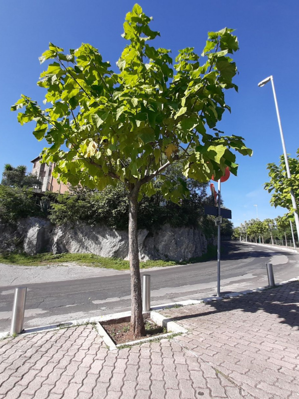 Catalpa bignonioides - 00125