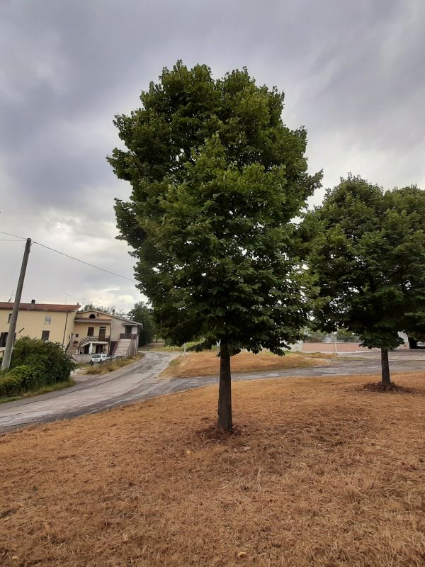 Tilia europaea - 00967