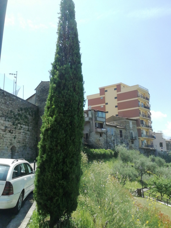 Cupressus sempervirens - 00255