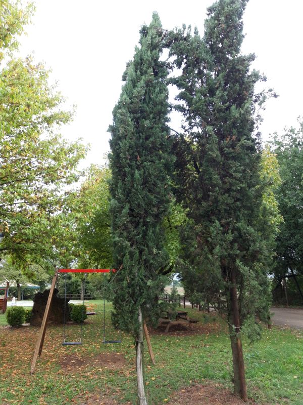 Cupressus sempervirens - 01243