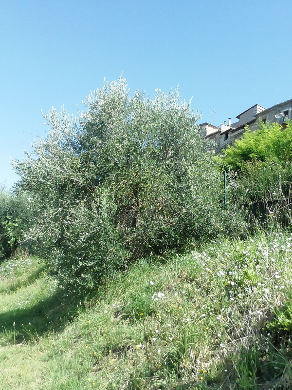 Olea europaea - 00306