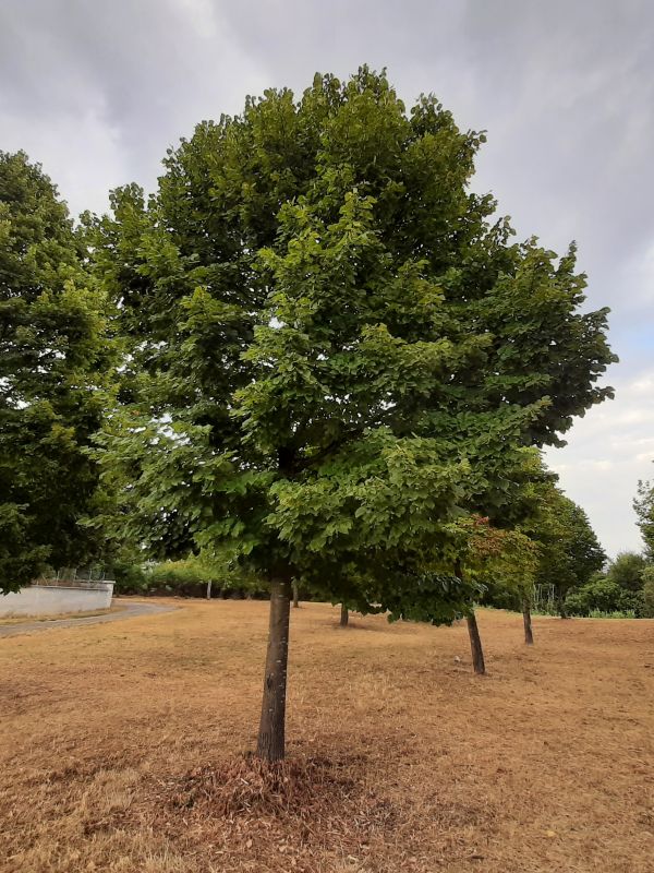 Tilia europaea - 00968