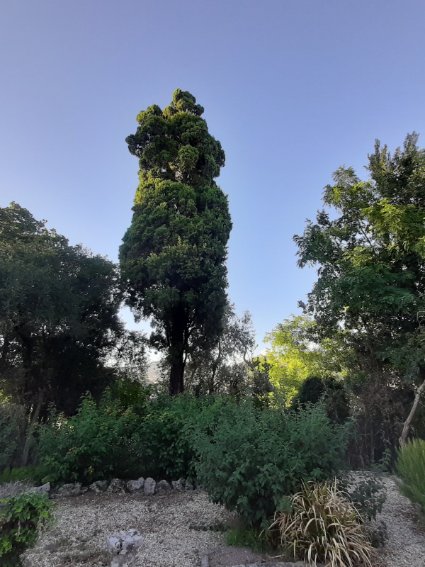 Cupressus sempervirens - 00413