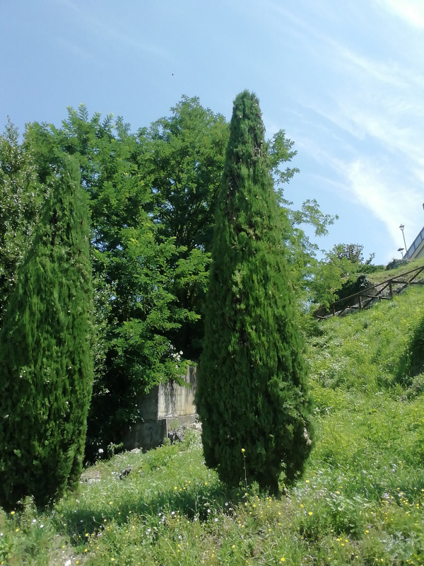 Cupressus sempervirens - 00250